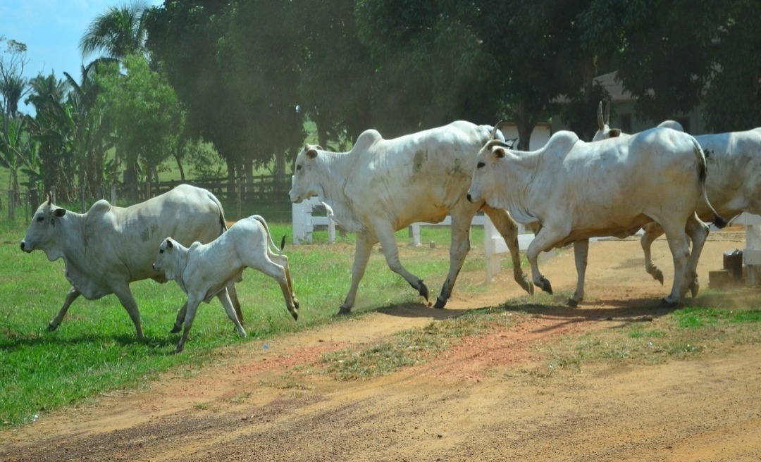 Acre recebe selo internacional como área livre de aftosa sem vacinação